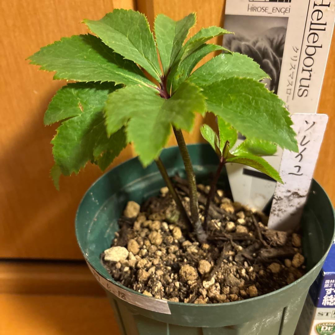 クリスマスローズ 極上 認定ソレイユ 数量限定‼️ ②