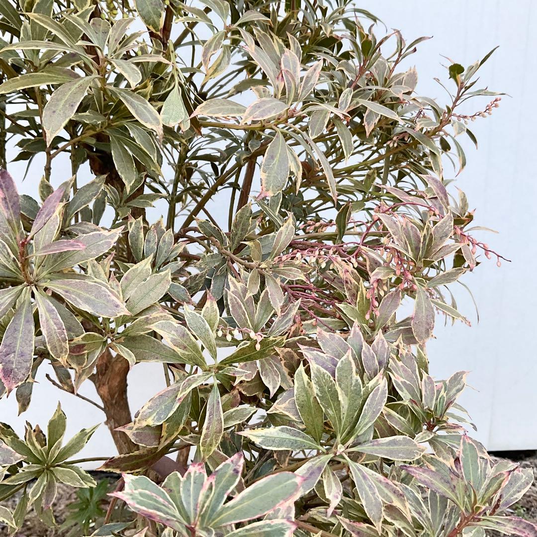 斑入りアセビ　/ 52