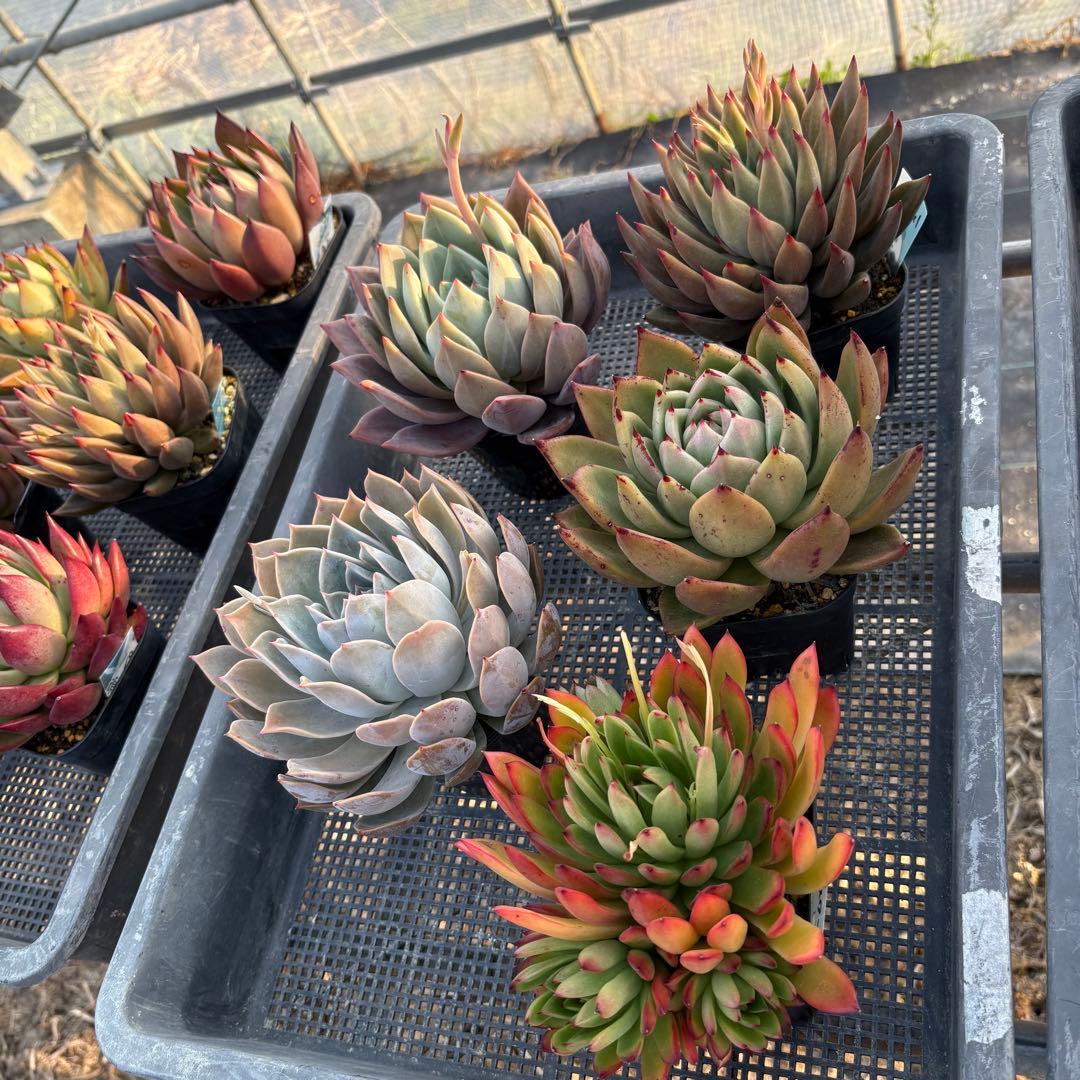 エケベリア 5種 特大 すごく大きい子セット 抜き苗 多肉植物