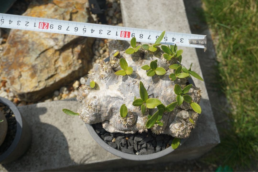 パキポディウム　ブレビカウレ　恵比寿笑　塊根植物