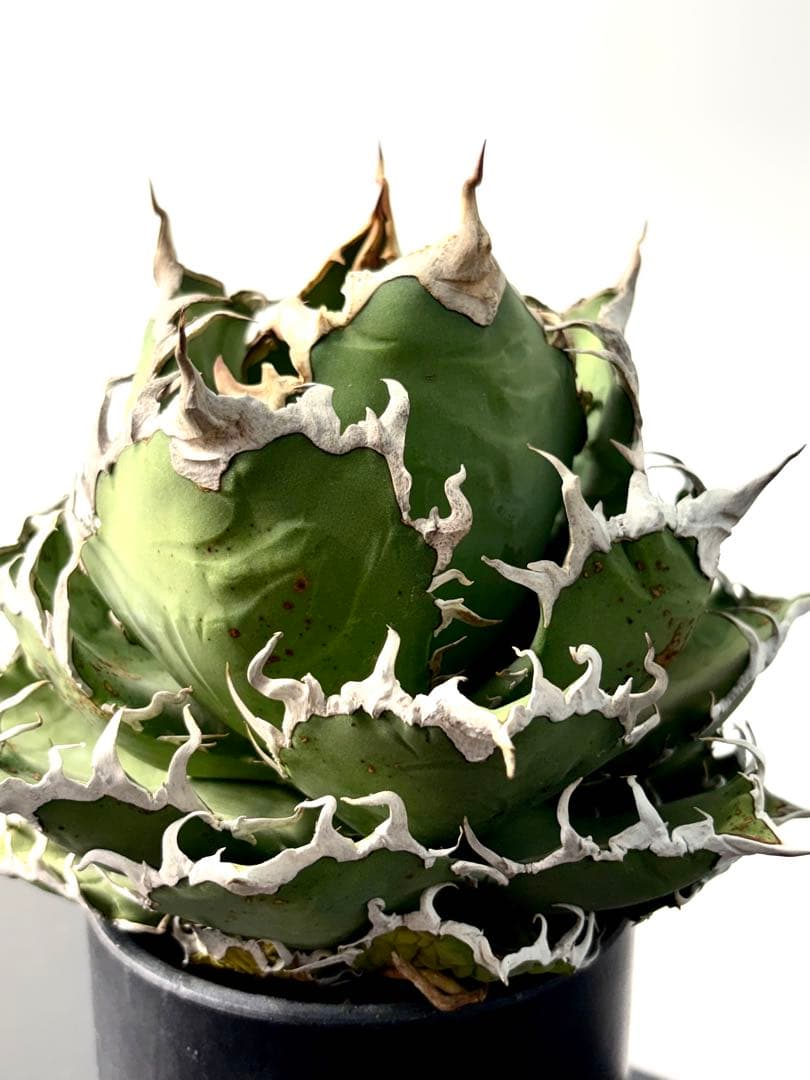 【コレクター品】アガベ　チタノタ　シーザー　凱撒　大株　No.39