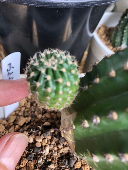 専用ページです！花サボテン ふんわりピンク♬カキコ