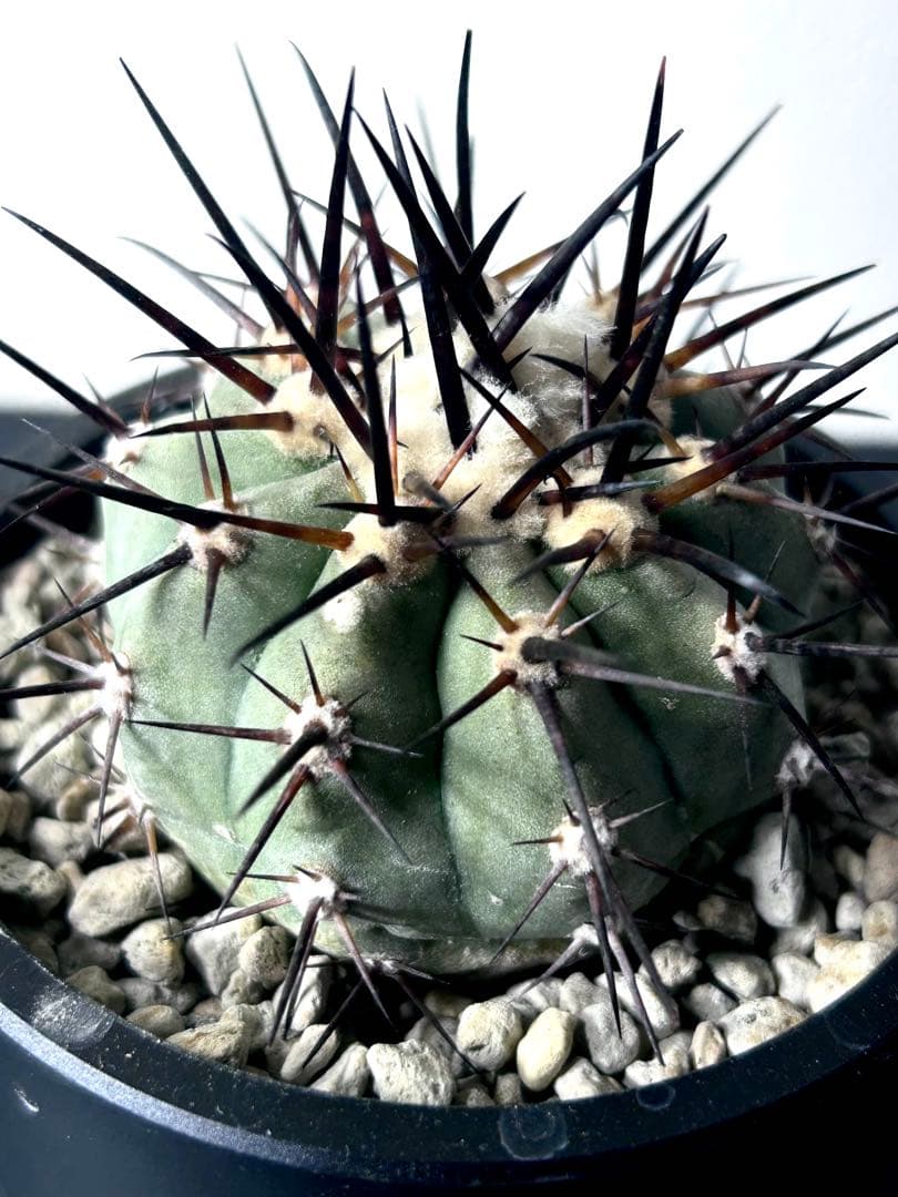 【コレクター】コピアポア　シネレア　黒王丸　現地球カキコ　白肌　自根　No.15