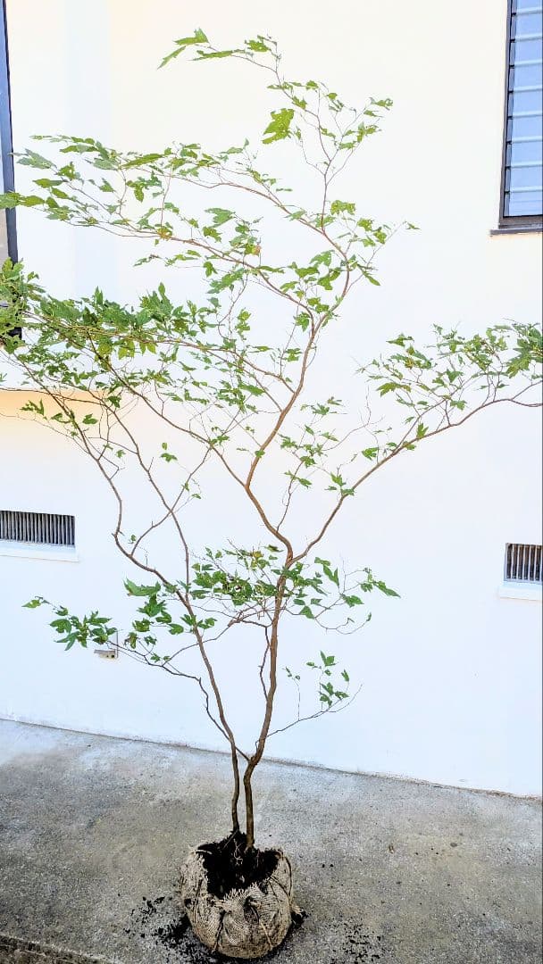 新春特価！極美。山採りシロモジ。