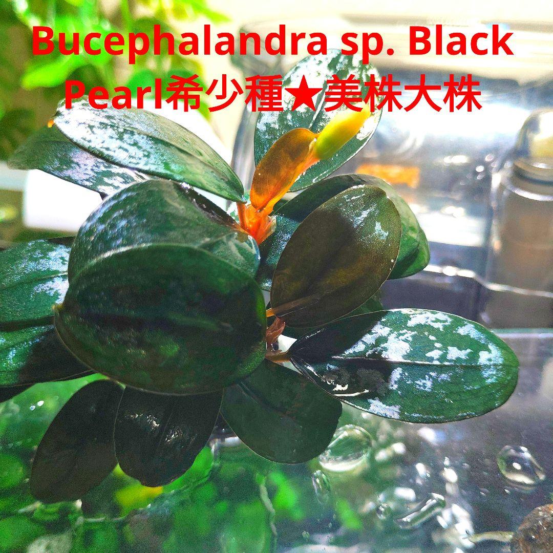 Bucephalandra sp. Black Pearl希少種★美株大株