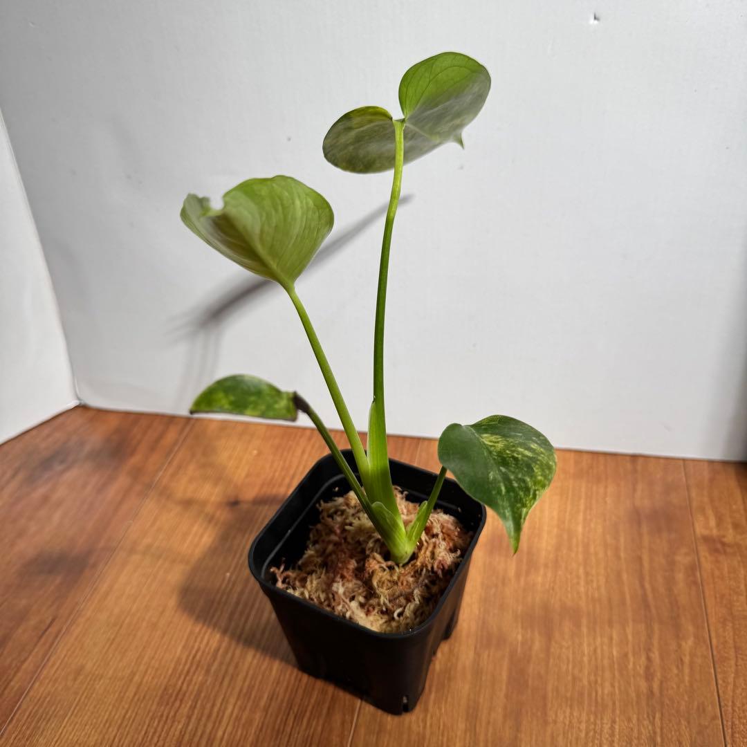 モンステラ　デリシオーサ　イエローマリリン　M5