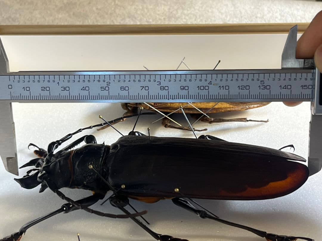 【150mm】タイタンオオウスバカミキリ カブトムシクワガタハナムグリ昆虫標本