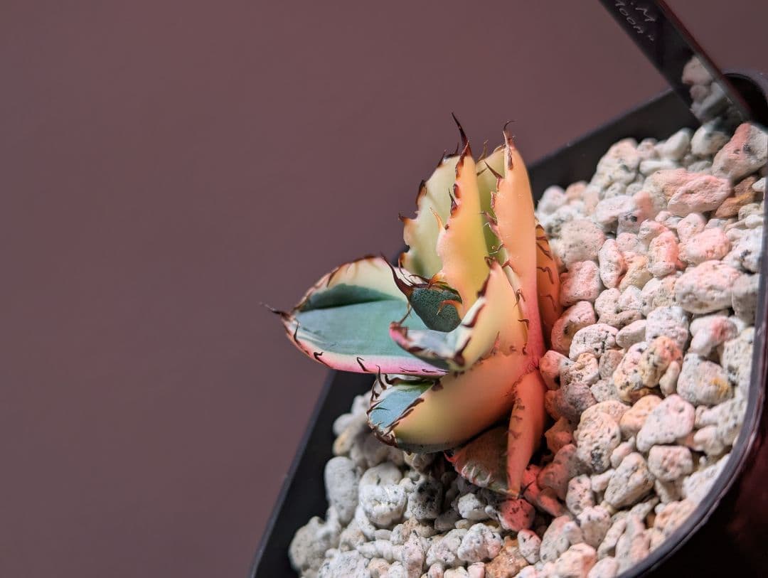 チタノタ「BBHM」短葉極美株 現品限り 発根活着済