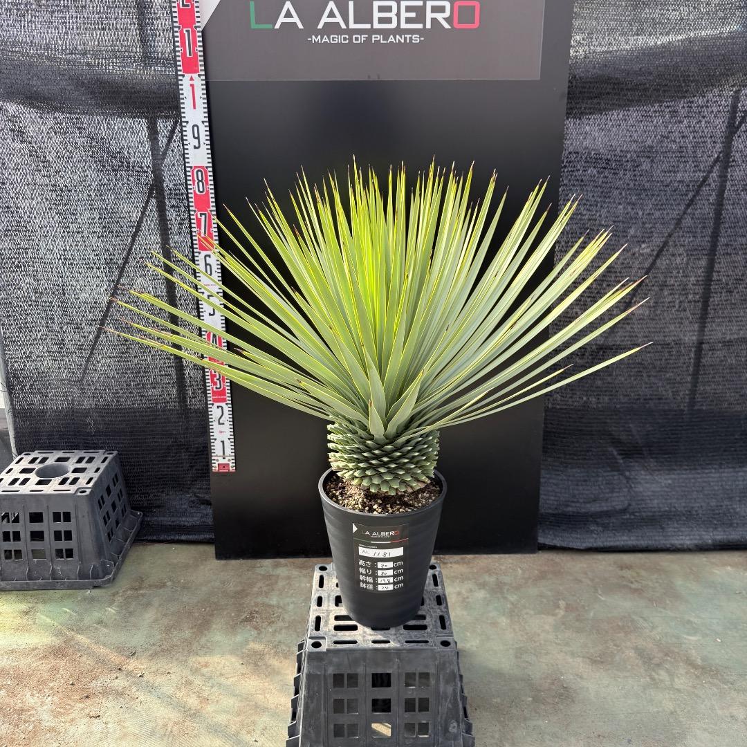 【AL1181】ユッカ　ロストラータ　シルバー　極太