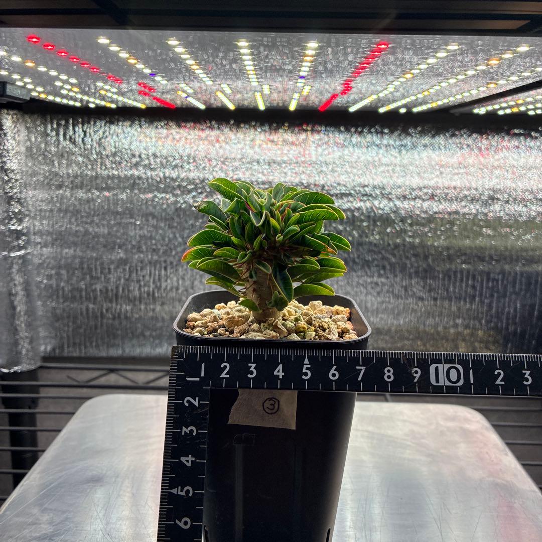 ※ポン酢　ギラウミニアナ　実生　多頭①.③