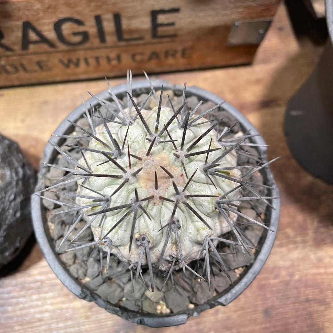 現地球　Copiapoa コピアポア　シネレア　鉢付き