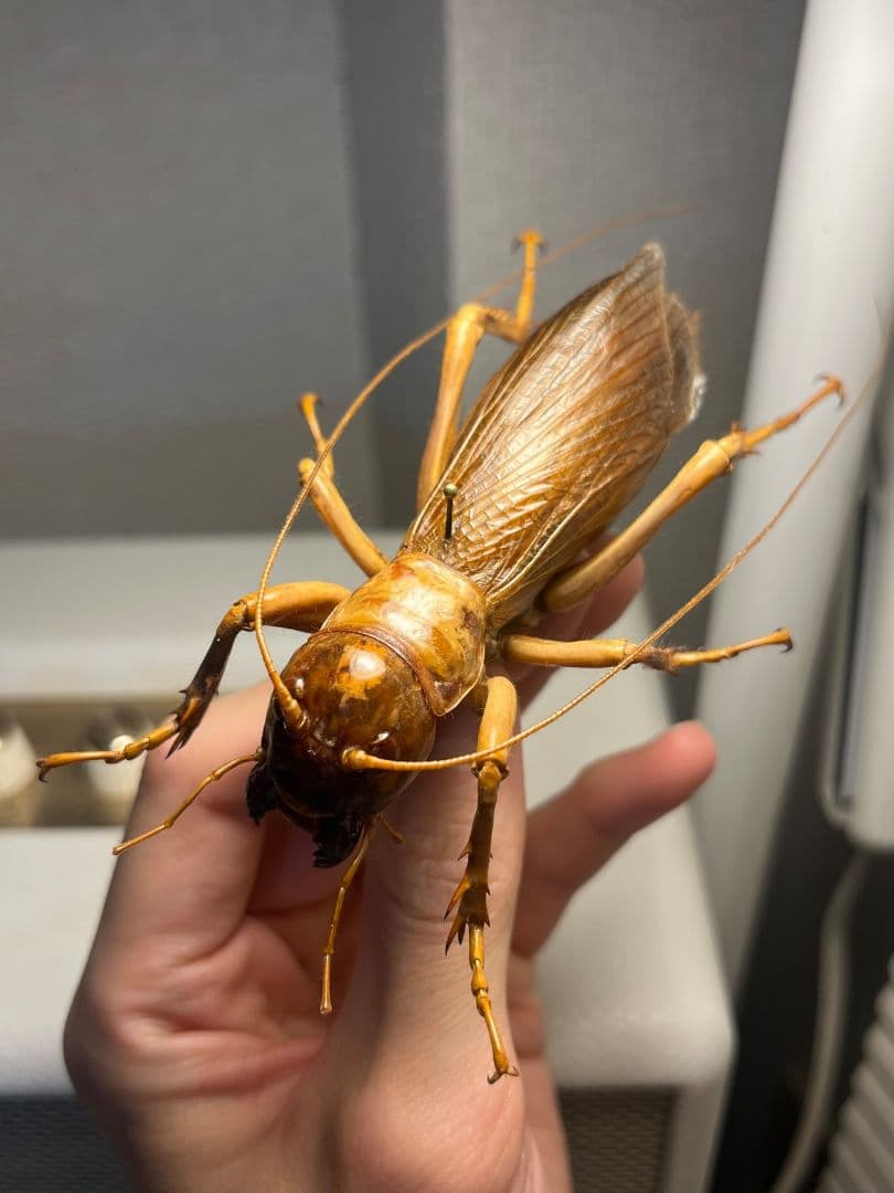 【特大極美】リオック Sia ferox コロギス 昆虫標本デュビアタランチュラ
