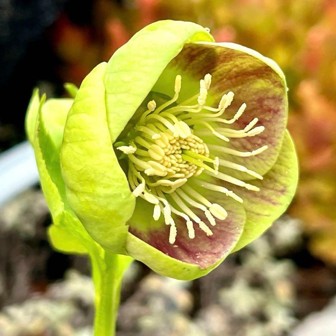 の*ん様 ❤️開花株❤️プチプチ新芽❤️1267⭐️超極上⭐️2024年NO1⭐