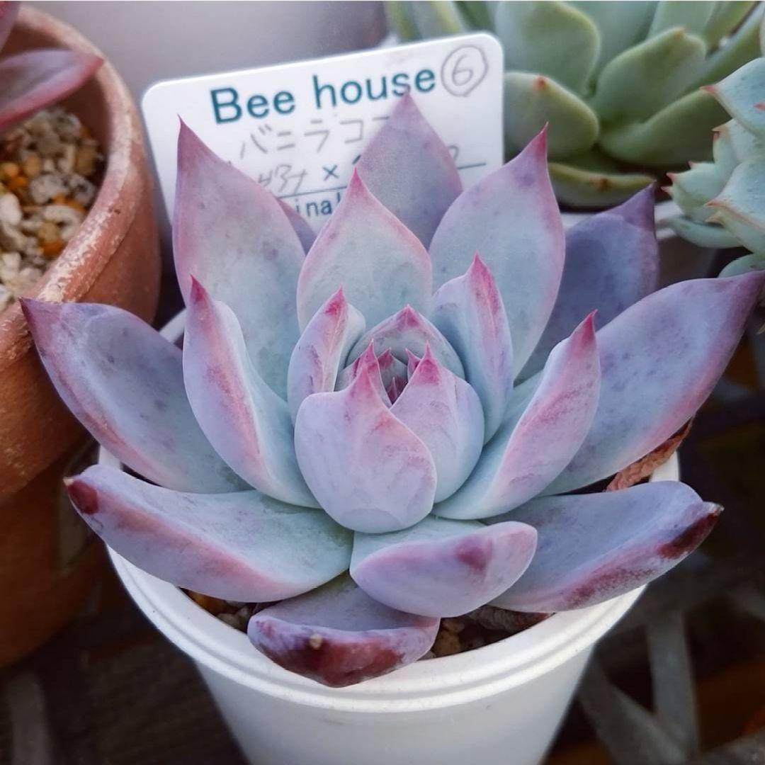 ま**様 【バニラココ】エケベリア 自家繁殖 実生 ホーリンゼ逆交配 ☆希少