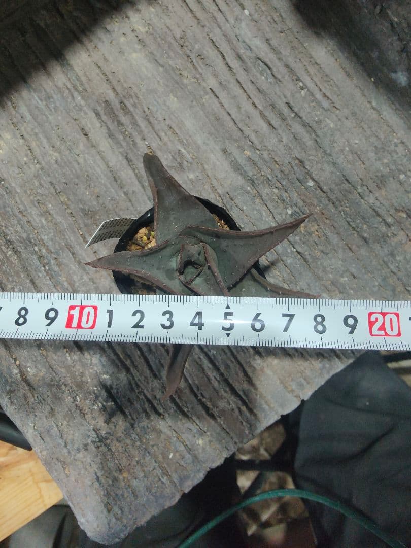 アロエ×ガステリア　十兵衛×カスティロニアエ　黒肌　異種配合　激レア個体　札付き