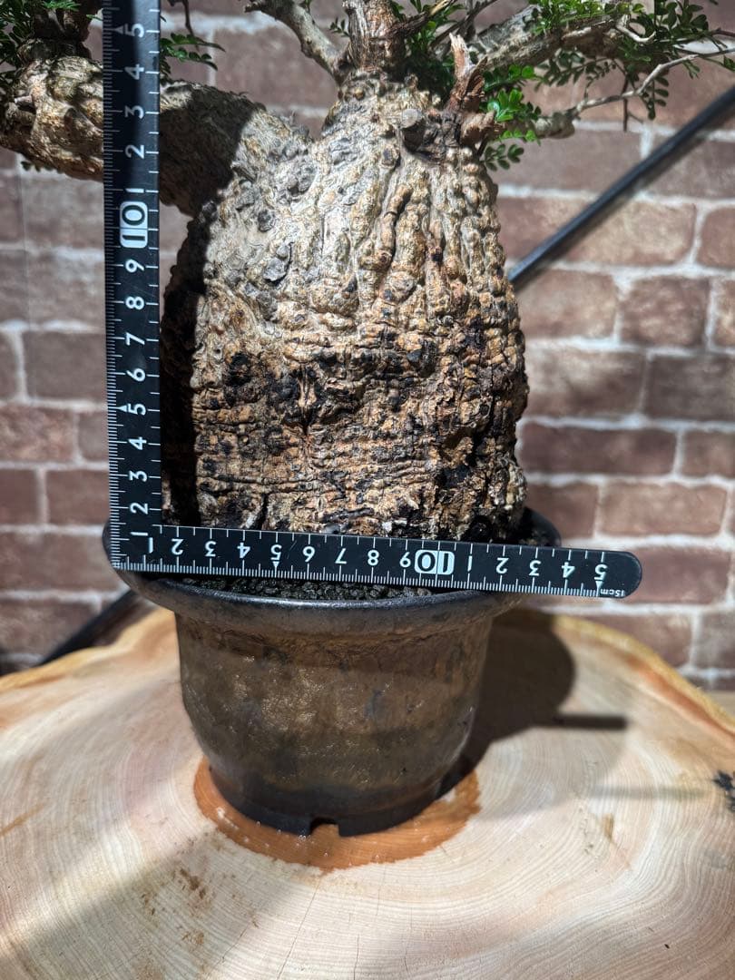 オペルクリカリア パキプス 塊根植物