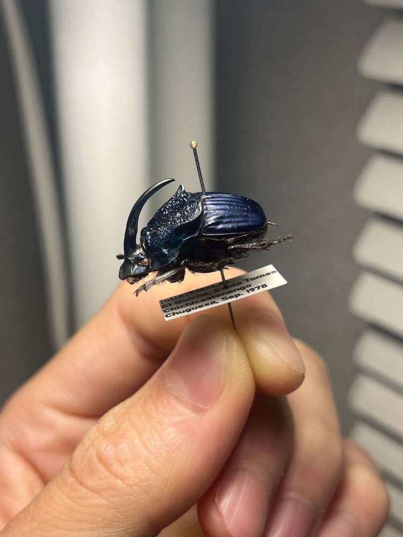 【23mm♂】アメジストニジダイコクコガネフンチュウ糞虫昆虫標本甲虫