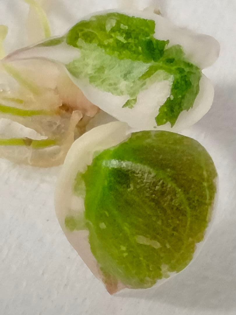 その他観葉植物 Alocasia Cuprea Pink variegated (lumpy)