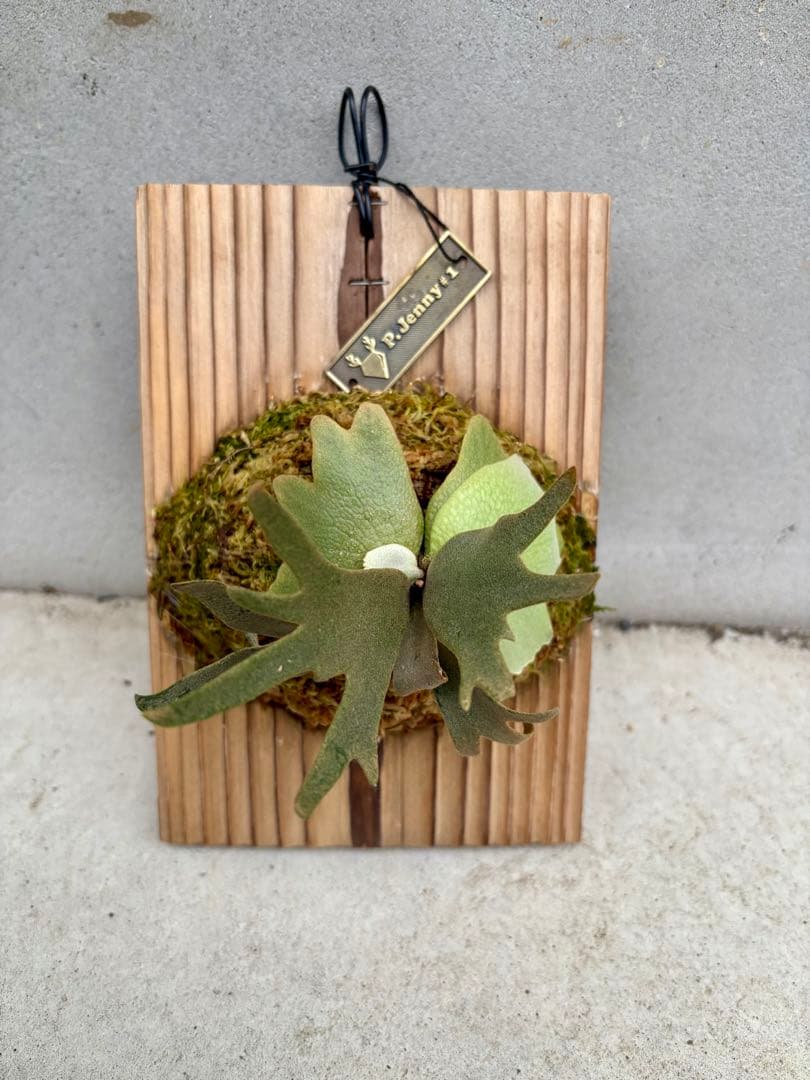 た*し様 ビカクシダ Willinckii ‘Jenny’ #1 OC ジェニー