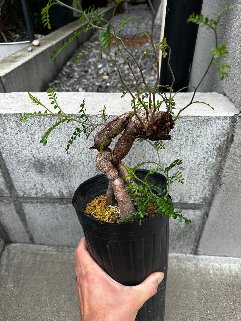 パキプス 根差し 特大 発根済