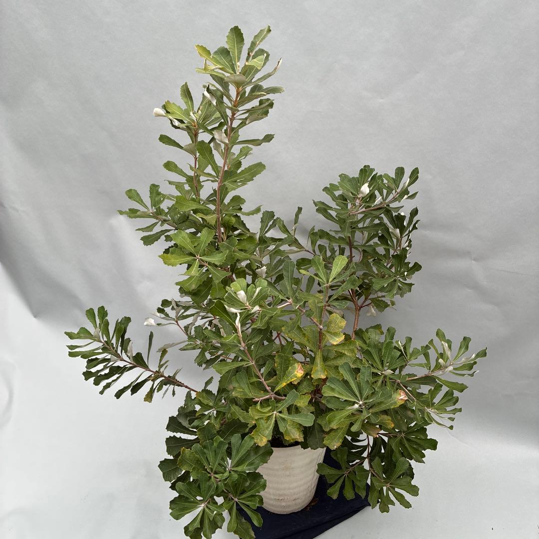 バンクシア ボリューム大