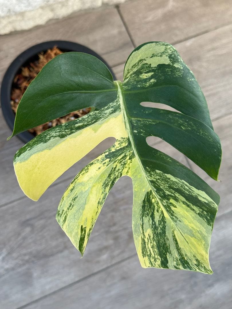 超希少なモンステラ デリシオーサ コンパクタオーレア
