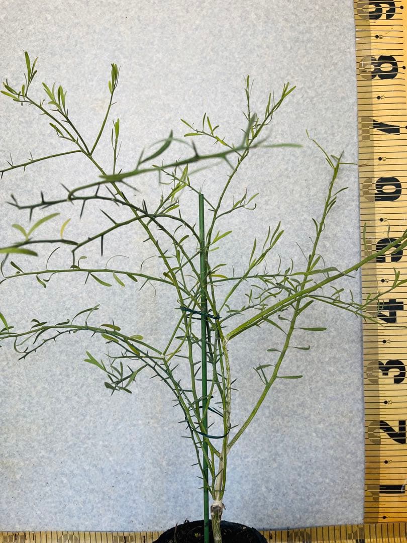 3年生　フィンガーライム接木苗／デザートライム　樹高70センチ