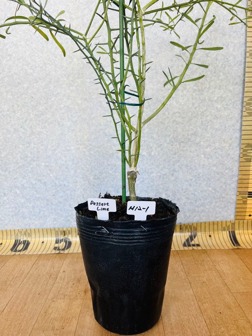 3年生　フィンガーライム接木苗／デザートライム　樹高70センチ