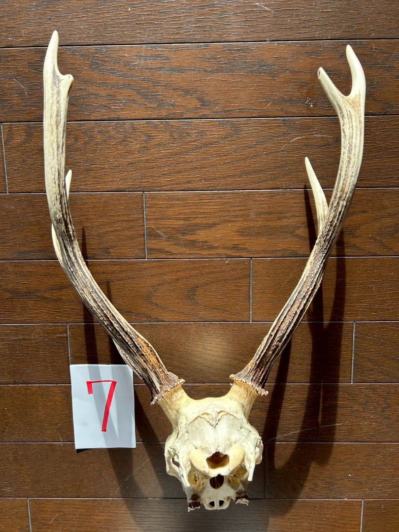 ⑦[1点もの] ハンティングトロフィー　鹿の角　頭蓋骨　日本鹿　スカル