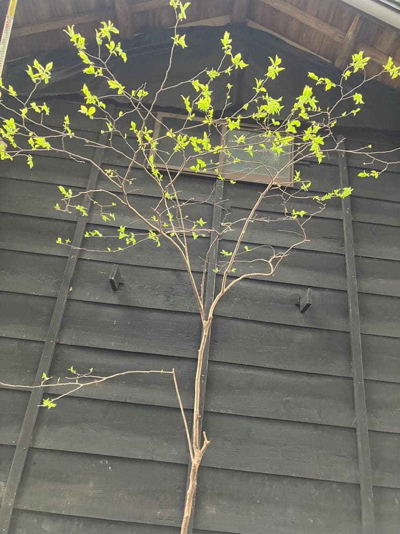 山採り　ナツハゼ