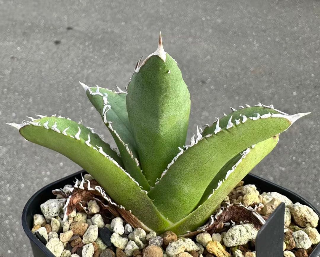 M*t様 アガベ　チタノタ　Mesmerizing Spines-E ブツブツ系