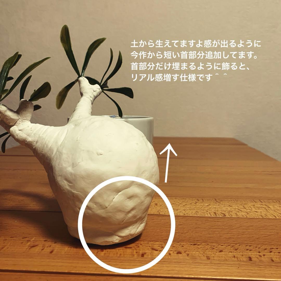 パキポディウム　グラキリス ヤマトト様　確認用ページ