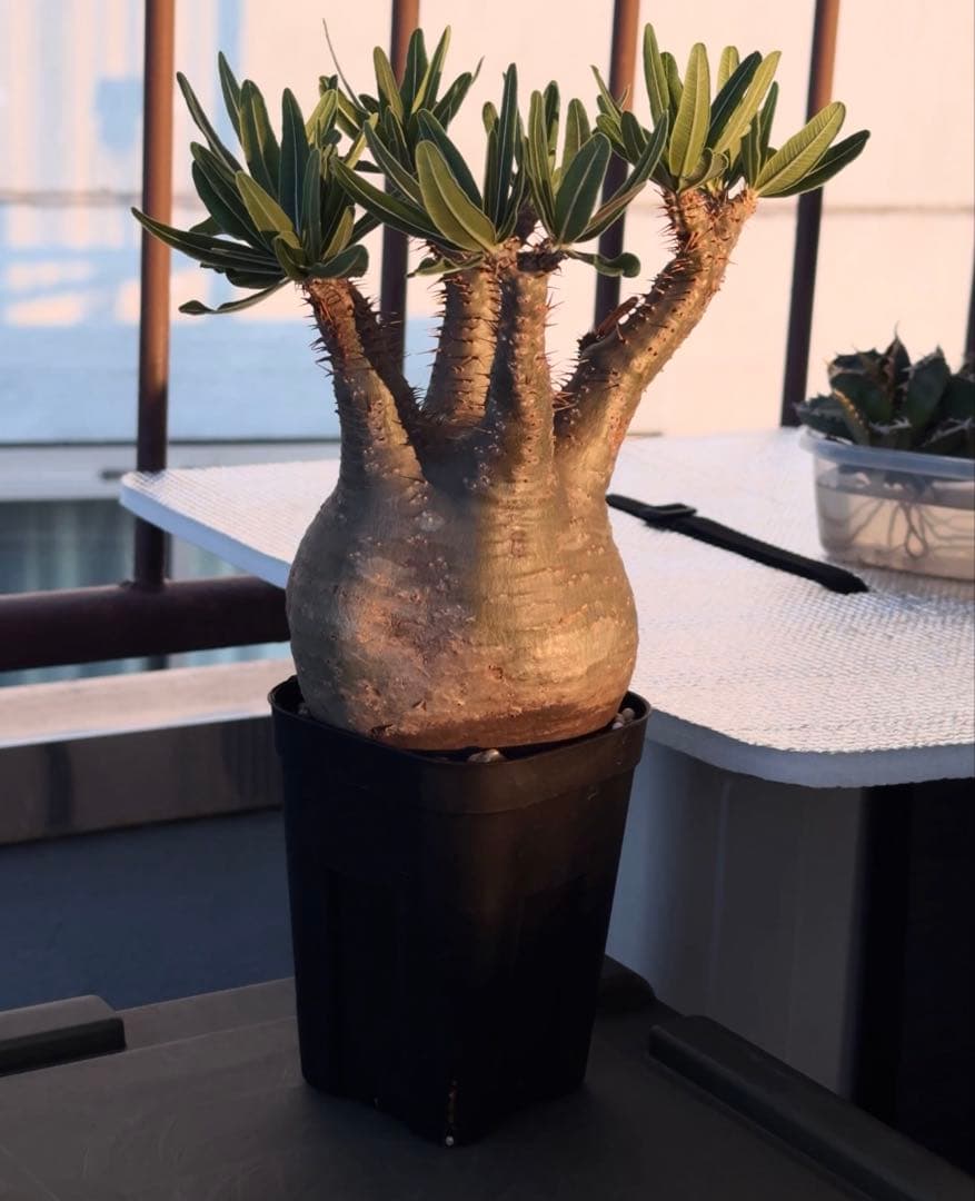 グラキリス　現地球発根済み株　良型中株　鉢ごと発送