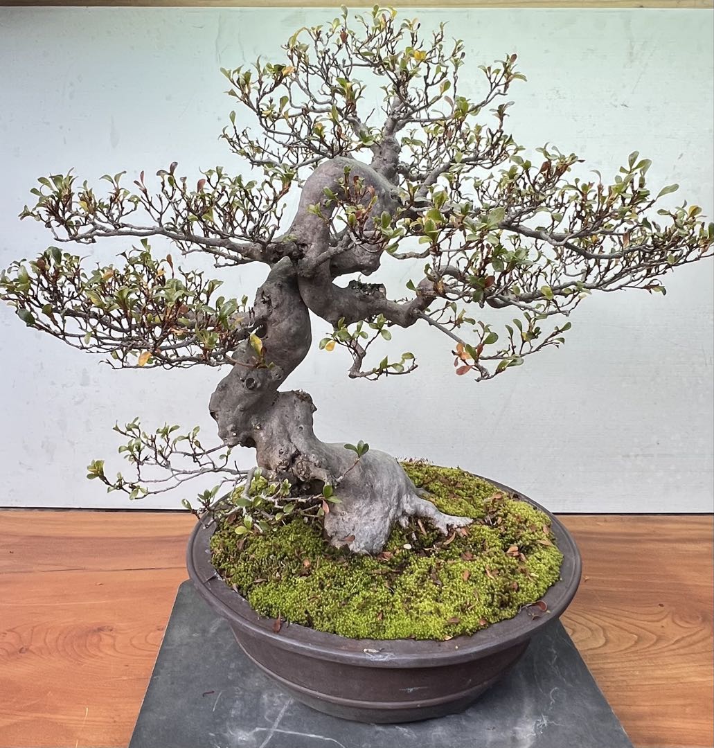 さつき盆栽　品種華宝　曲木 高さ約60センチ