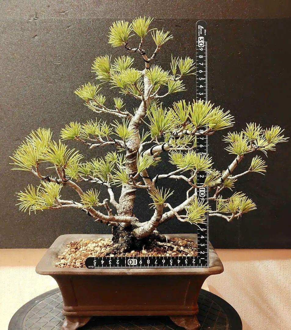 五葉松盆栽！