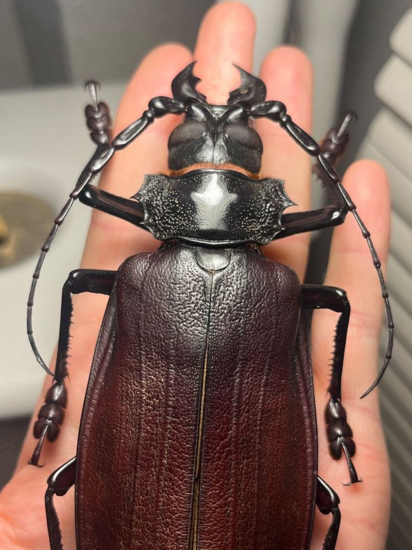 【131mm】タイタンオオウスバカミキリ カブトムシクワガタハナムグリ標本