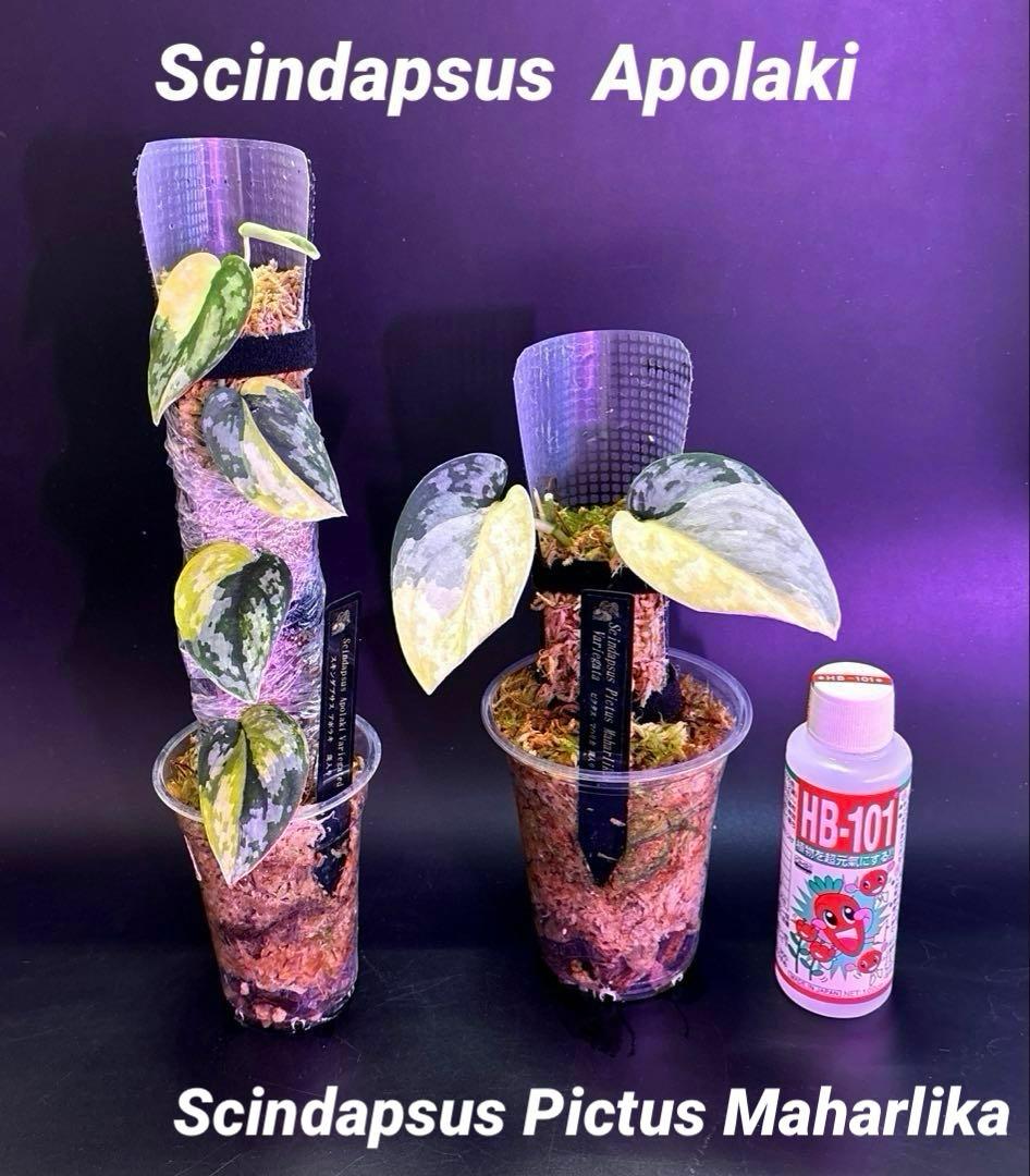 スキンダプサス　アポラキ　マハリカ セット　1