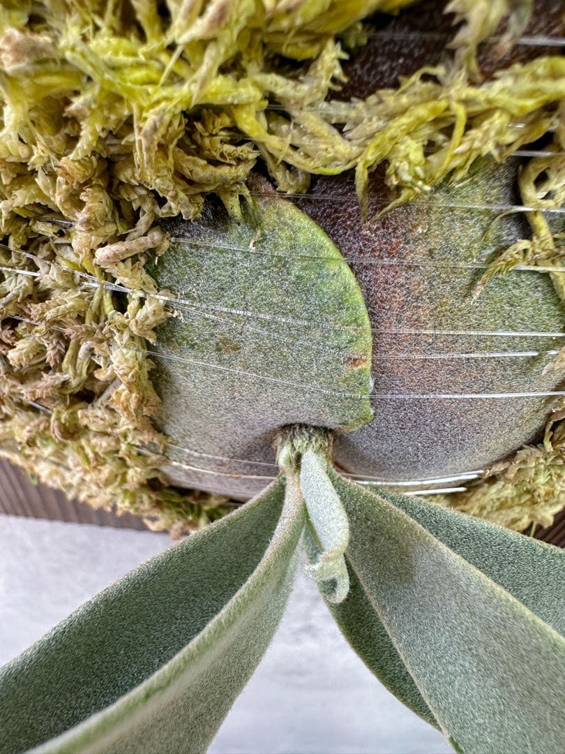 willinckii'Bacteria'spore PUPバクテリアビカクシダ①