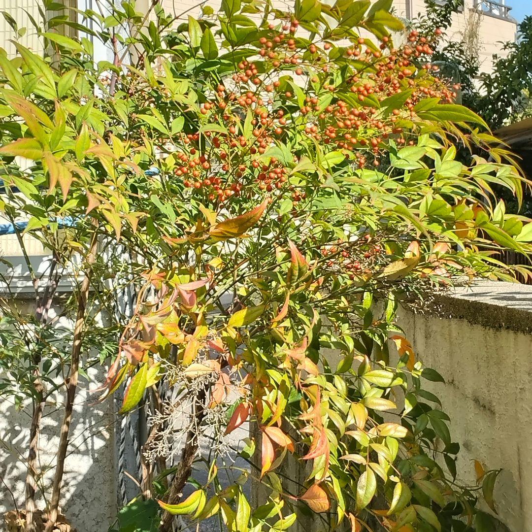 ＊赤南天 株立ち 樹齢30年以上 根巻き苗 厄除け 無病息災