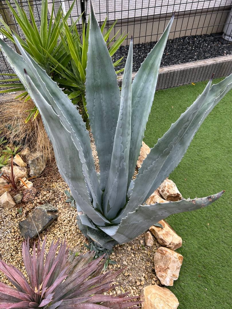 アガベ　アメリカーナ(福岡県内でのお取引できる方限定)