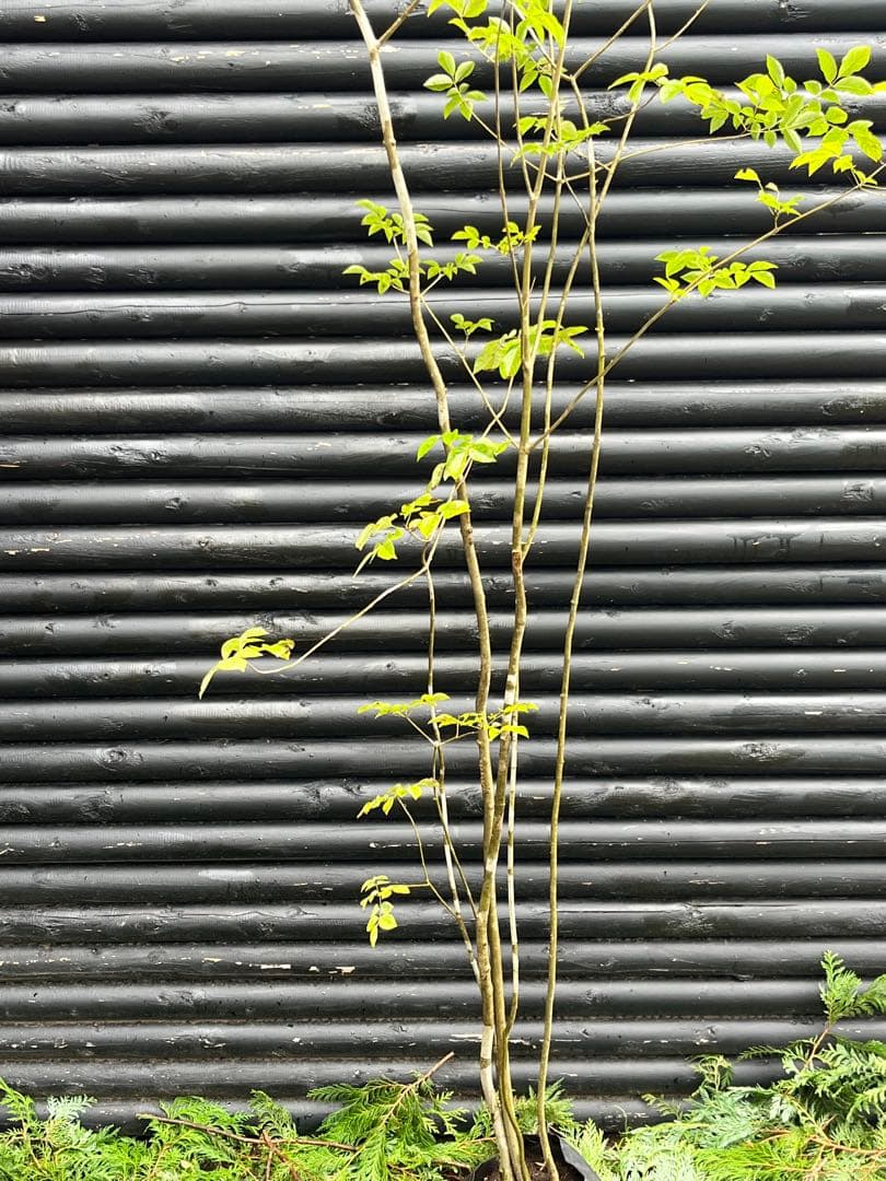 山採り天然　アオダモ　５本株立 51