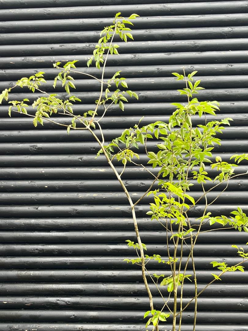 山採り天然　アオダモ　５本株立 51