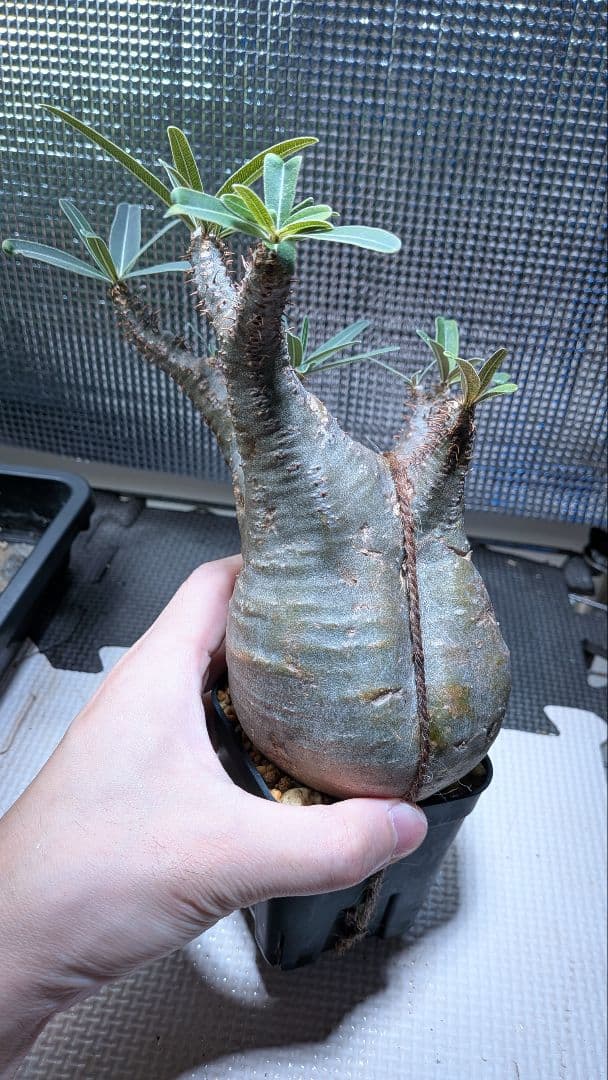 と*こ様 パキポディウム　グラキリス　現地球