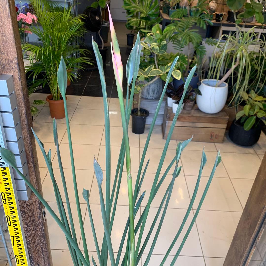 ストレリチア ノンリーフ 10号 大株