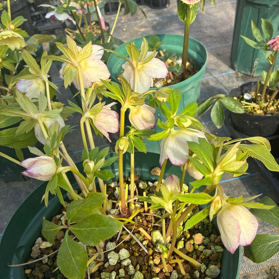 クリスマスローズ　ピコティ　オーレア　１２本立ち　８寸