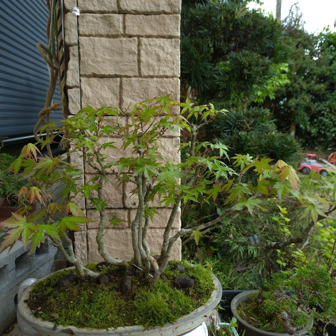 大特価！古木、山もみじ