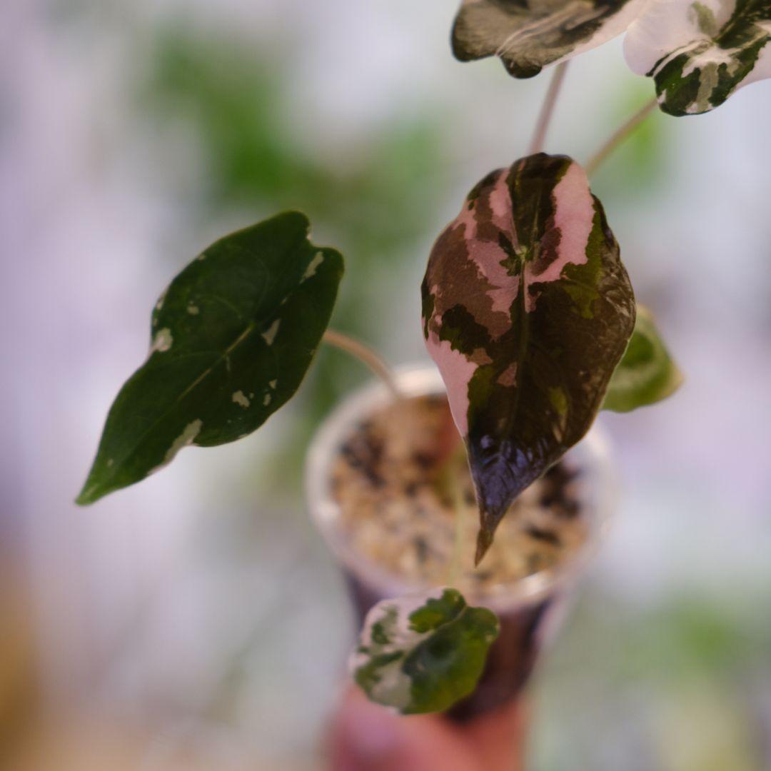 Alocasia chantrieri pink /アロカシア チャントリエリ