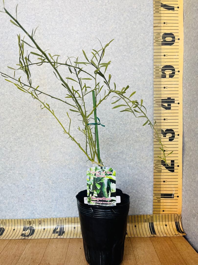 柑橘2年生　フィンガーライム接木苗／苗　3鉢まとめて　撮影品発送