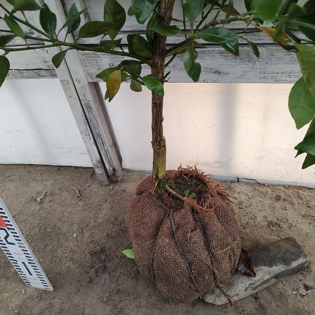 不知火 3年生 実つき！