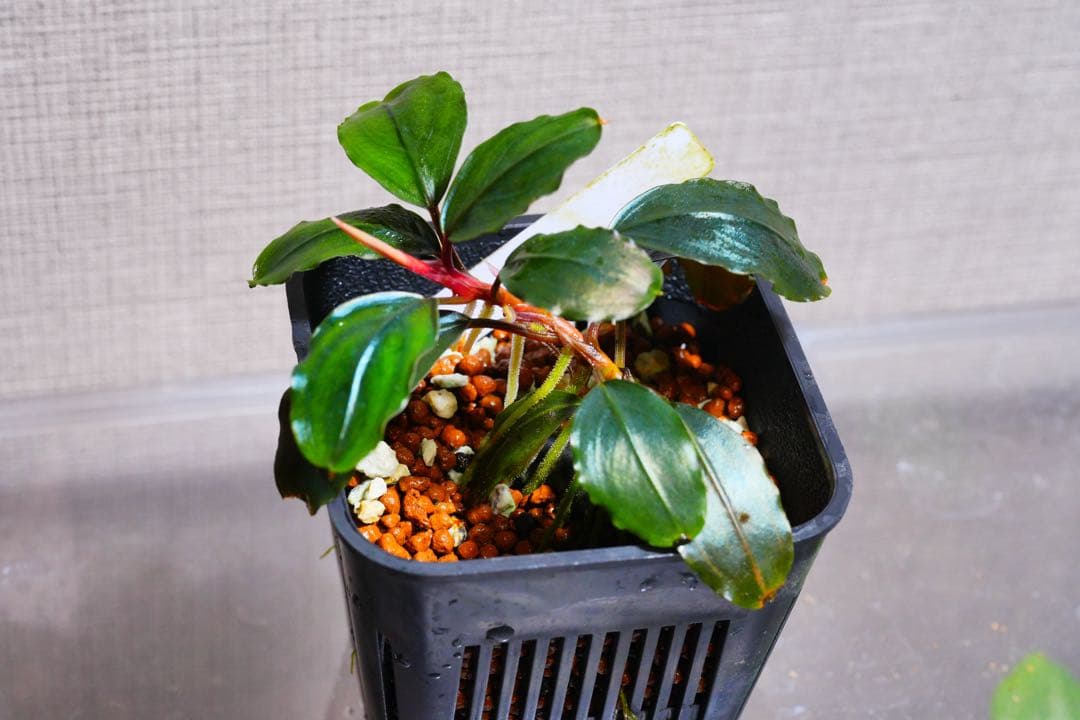 Bucephalandra sp. “Theia Blue”